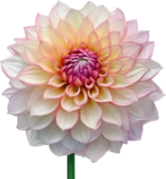 ai genererad vattenfärg målning av en pompon dahlia blomma. png