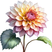 AI generated Watercolor painting of a Pompon Dahlia flower. png