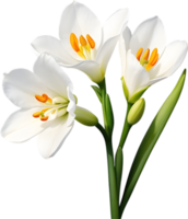 ai gegenereerd waterverf schilderij van een freesia bloem. png