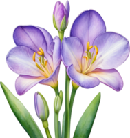 AI generated Watercolor painting of a freesia flower. png