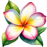 ai generiert Aquarell Gemälde von ein Frangipani Blume. png