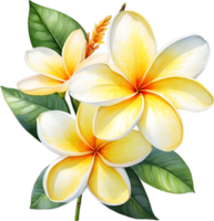 ai genererad vattenfärg målning av en frangipani blomma. png