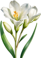 AI generated Watercolor painting of a freesia flower. png