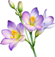 ai généré aquarelle La peinture de une freesia fleur. png