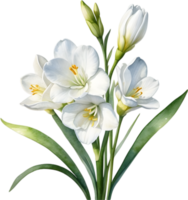 ai gegenereerd waterverf schilderij van een freesia bloem. png