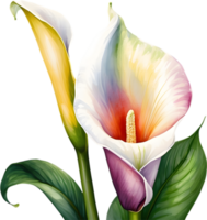 ai généré aquarelle La peinture de une calla lis fleur. png