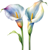 AI generated Watercolor painting of a Calla Lily flower. png