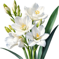 ai gegenereerd waterverf schilderij van een freesia bloem. png