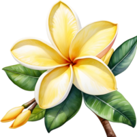 ai gegenereerd waterverf schilderij van een frangipani bloem. png