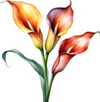 ai generiert Aquarell Gemälde von ein Calla Lilie Blume. png