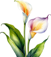 ai generiert Aquarell Gemälde von ein Calla Lilie Blume. png