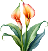 ai generiert Aquarell Gemälde von ein Calla Lilie Blume. png