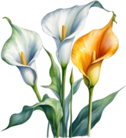 ai généré aquarelle La peinture de une calla lis fleur. png