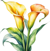 ai generiert Aquarell Gemälde von ein Calla Lilie Blume. png