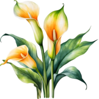 ai generiert Aquarell Gemälde von ein Calla Lilie Blume. png