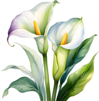 ai generiert Aquarell Gemälde von ein Calla Lilie Blume. png