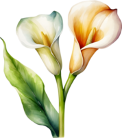 ai generiert Aquarell Gemälde von ein Calla Lilie Blume. png