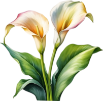 ai generiert Aquarell Gemälde von ein Calla Lilie Blume. png