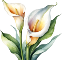 ai generiert Aquarell Gemälde von ein Calla Lilie Blume. png