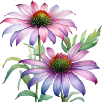 AI generated Watercolor painting of purple coneflower. png