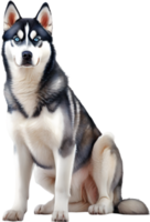 AI generated Watercolor painting of a cute Siberian Husky dog. png