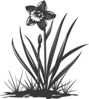 AI generated Silhouette daffodil flower in the ground black color only vector