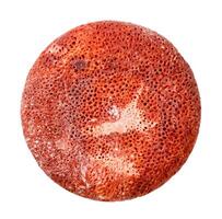 redondo talón desde esponja rojo coral aislado en blanco foto