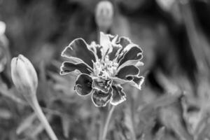 fina flor de caléndula de caléndula de crecimiento silvestre en la pradera de fondo foto