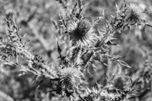 Beautiful growing flower root burdock thistle on background meadow photo