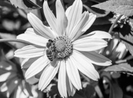 Beautiful wild flower winged bee on background foliage meadow photo