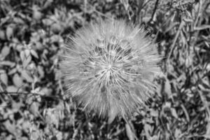 Beautiful wild growing flower seed dandelion on background meadow photo