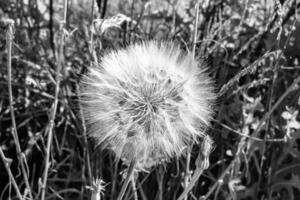 Beautiful wild growing flower seed dandelion on background meadow photo