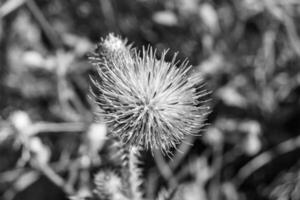 Hermosa flor creciente cardo de raíz de bardana en pradera de fondo foto