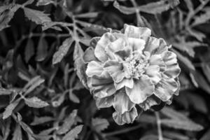 fina flor de caléndula de caléndula de crecimiento silvestre en la pradera de fondo foto