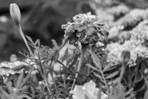 fina flor de caléndula de caléndula de crecimiento silvestre en la pradera de fondo foto