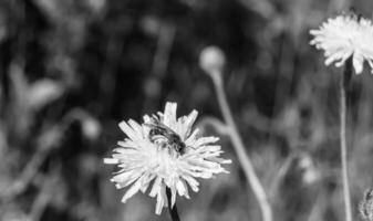 hermosa abeja alada de flores silvestres en el prado de follaje de fondo foto