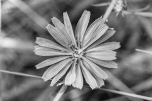 belleza flor silvestre creciente achicoria ordinaria en pradera de fondo foto