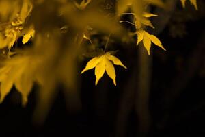 An illuminated yellow leaves at the traditional garden at night in autumn close up photo