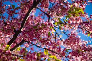 Kawazu cherry blossoms in spring season photo