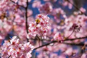 Kawazu cherry blossoms behind blue sky sunny day close up photo