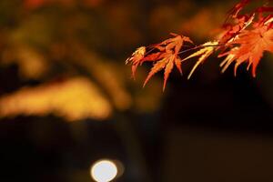 An illuminated red leaves at the traditional garden at night in autumn close up photo