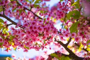 Kawazu cherry blossoms in spring season close up photo