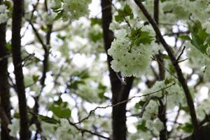 ukón Cereza flores balanceo en el viento nublado día de cerca foto