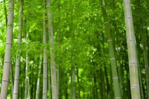 Green bamboo leaves in Japanese forest in spring sunny day photo