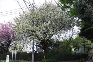 Ukon Cherry flowers swaying in the wind cloudy day wide shot photo