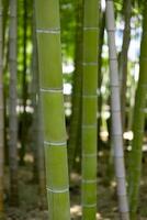 un verde bambú bosque en primavera soleado día cerca Disparo foto