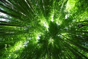 A green bamboo forest in spring sunny day wide and top shot photo