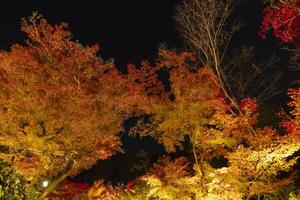 un iluminado rojo hojas a el tradicional jardín a noche en otoño foto