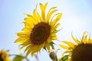 girasoles a el granja soleado día cerca arriba foto