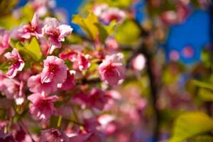 Kawazu cherry blossoms in spring season close up photo